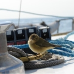 Птицы на палубе яхты Дельта