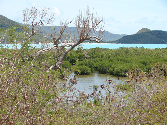 Antigua: GLONASS for Mangrove Swaps