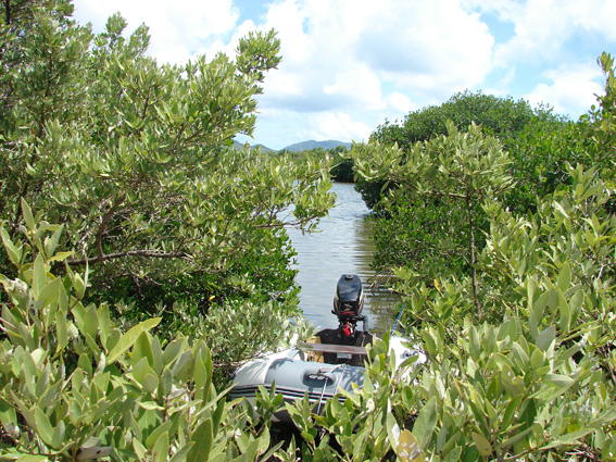 Antigua: GLONASS for Mangrove Swaps