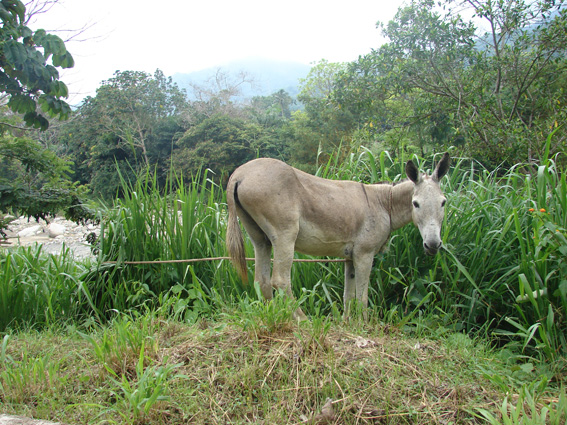 ГЛОНАСС в Колумбии